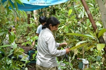 Flor measuring leaf photosynthesis in the varillal white sand plot, INI-01 (Photo: Percy O. Chambi Porroa, 2014)